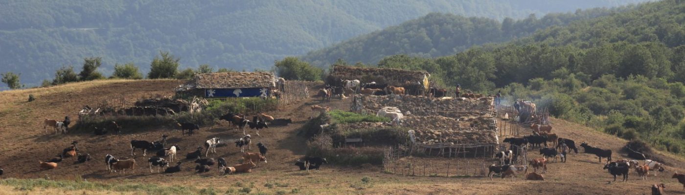 Siavash Samei | سیاوش سامعی